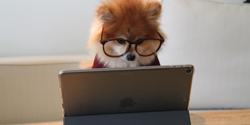 Dog using computer